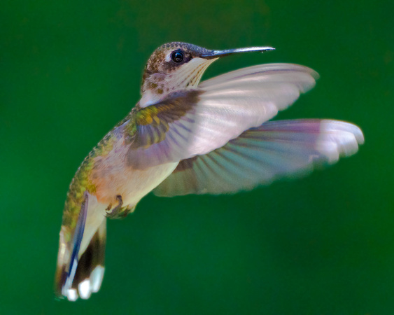 Juvenile Male Ruby Throated Hummingbird