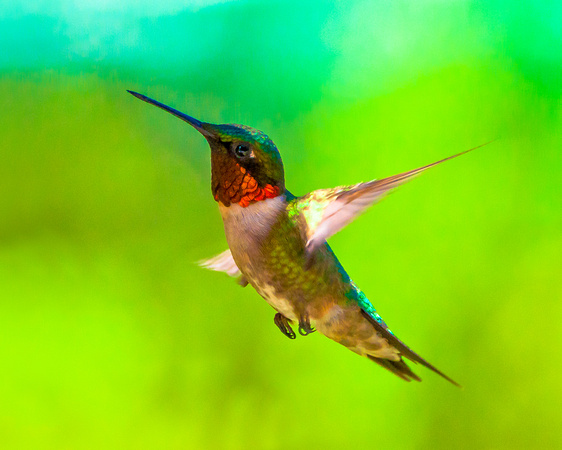 Adult Male Ruby Throated Hummingbird