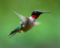 Adult Male Ruby Throated Hummingbird