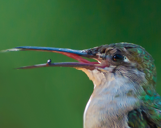 Bug in the Beak Hummingbird