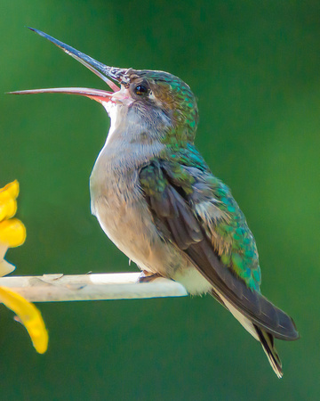 Juvenile Female Hummingbird